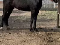 Yegua, Orlov Trotter — foto 1