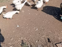 कुबान — फ़ोटो 2