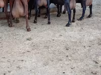Chèvre, Murcia-Granada goats — photo 3