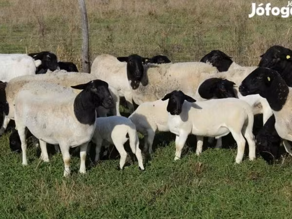 نعجة, Dorper sheep