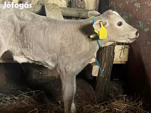 Cow, Charolais cattle