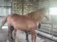 Hengst, Kustanai horse — Foto 5