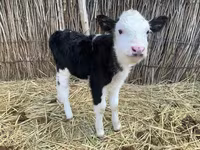 Krowa, Latvian Blue cattle — zdjęcie 3