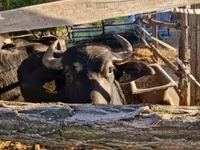 Vaca, Búfalo — foto 2