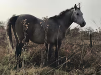 Horse (M), Arabian horse — photo 5