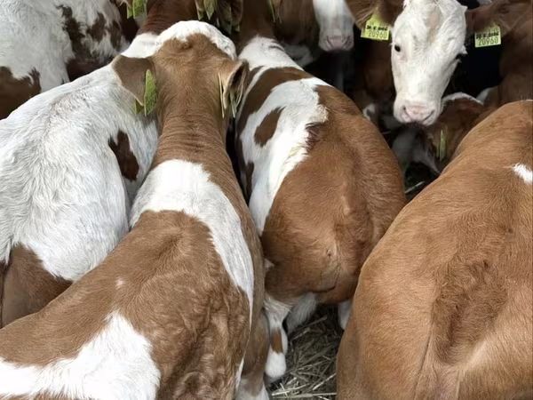 Býk, Simmental cattle