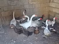 Geese — photo 3