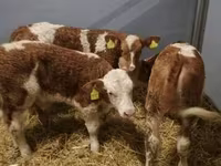 Bovins (lot, sexe non indiqué), Simmental cattle — photo 3