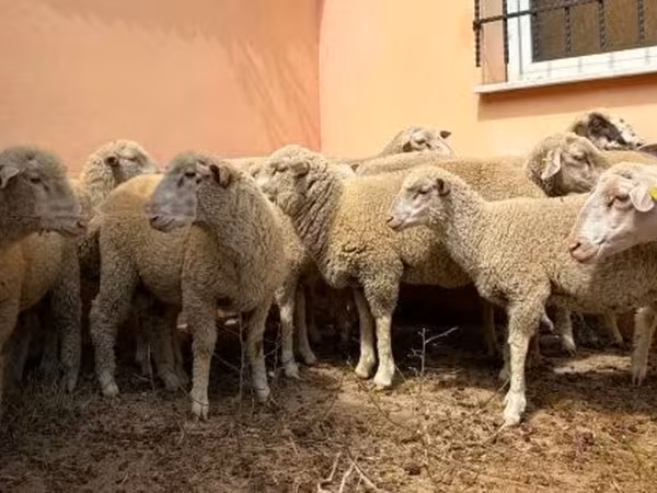 Ram, Ile-de-France sheep