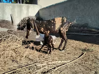 عنزة, Kamori goats — الصورة 2