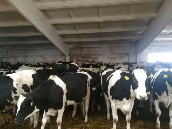 Vache, Race Holstein