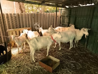 बकरियाँ (लॉट, लिंग निर्दिष्ट नहीं), Saanen goat — फ़ोटो 5