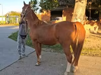 Koń, Kisber felver — zdjęcie 2