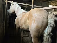母马, Horses — 照片 1