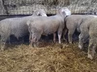 Beran, Ile-de-France sheep — foto 6