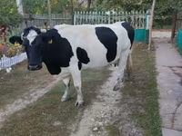 Cow, Russian Black pied cattle — photo 1
