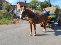 Cheval, Chevaux — photo 4