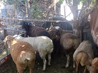 母羊, Rhon sheep — 照片 1