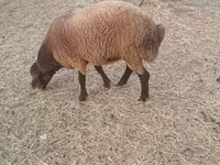 Moutons (lot, sexe non indiqué), Moutons — photo 4