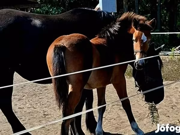 Mare, Haflinger