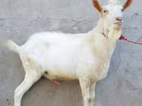 बकरा, Dutch Landrace goats — फ़ोटो 4