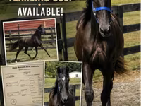 Cheval, Rocky Mountain Horse — photo 1