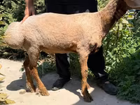 Brebis, Jaidara sheep — photo 3