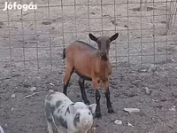 Cabra, Alpine goat — foto 2