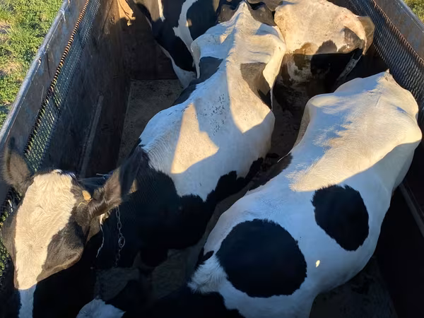 Byk, Russian Black pied cattle
