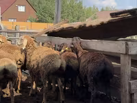 मेढ़ा, Arashan sheep — फ़ोटो 6