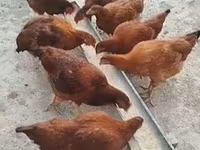 Rhode Island Red — foto 2