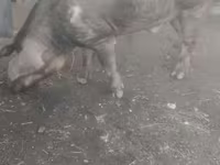 خنزير ذكر, Дюрок — الصورة 1