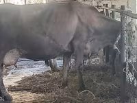 母牛, Swiss cattle — 照片 7