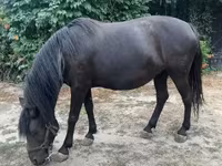 Jument, Hucul pony — photo 6