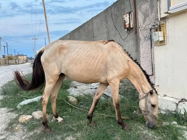 母马, Azerbaijan horse
