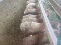 Brebis, Moutons — photo 3