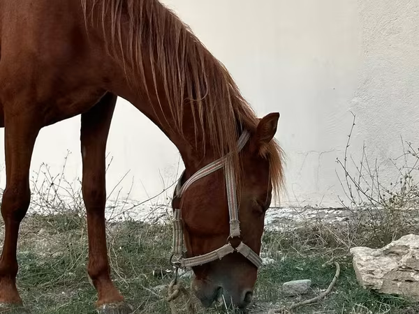 Hengst, Karabakh horse