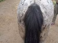 Cheval, Appaloosa — photo 4