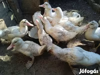 Ducks — 照片 7
