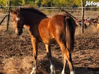 Yegua, Haflinger — foto 2