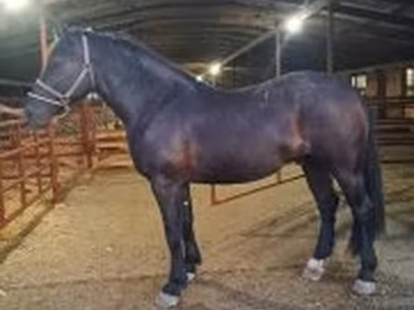 حصان, Nonius horse