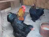 Chickens — photo 1