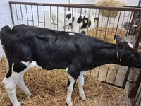 公牛, Simmental cattle — 照片 4