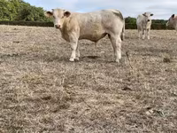Taureau, Charolais cattle — photo 5