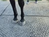 घोड़ी, Nonius horse — फ़ोटो 4