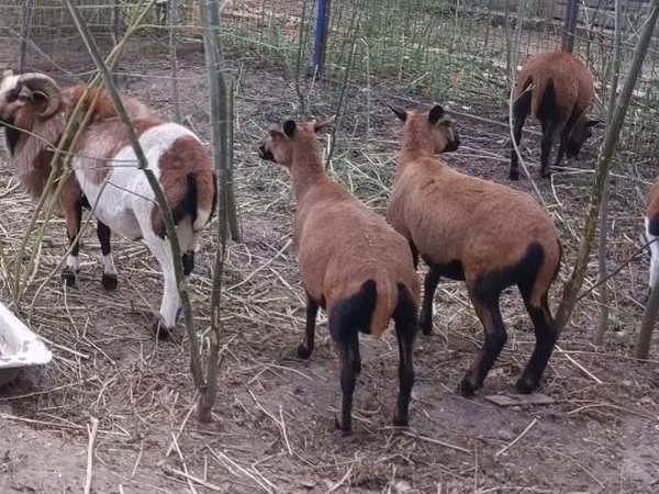 公羊, Cameroon sheep