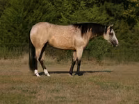 Klisna, Quarter Horse — foto 1