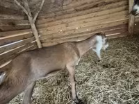 Koza, Nubian Goat — zdjęcie 1
