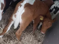 Taureau, Simmental cattle — photo 7