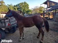 Égua, Cavalos — foto 3